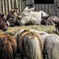 Donkeys around the hay bales