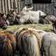 Donkeys around the hay bales