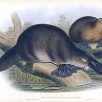 Drawing of Platypus from 1863