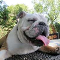 Droopy Bulldog with tongue out