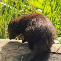 Dwarf Mongoose