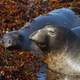 Elephant Seal in seaweed