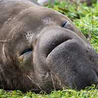 Elephant Seal sleeping