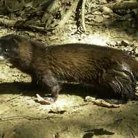 European Mink - Mustela lutreola