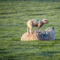 Ewe standing on large sheep