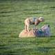 Ewe standing on large sheep