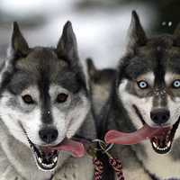 Excited sled-pulling dogs with tongues out