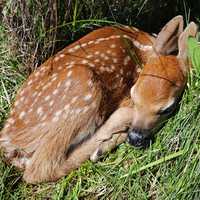 Fawn sleeping on grass