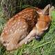 Fawn sleeping on grass