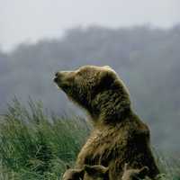 Female Brown Bear with Three Cubs -- Ursus arctos