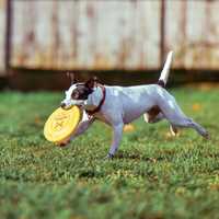 Dog Catching Frisbee