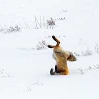 Fox jumping head first into the snow