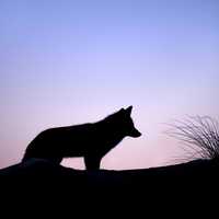 Fox Silhouette