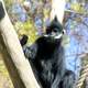 Francois Langur