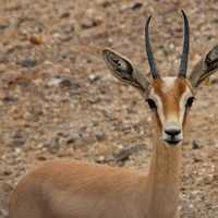 Gazelle staring at you