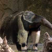 Giant Anteater 
