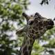 Giraffe with heads in trees