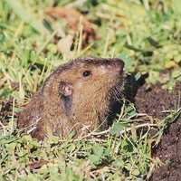 Gopher sticking its head out of the ground