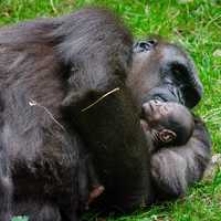 Gorilla and baby sleeping