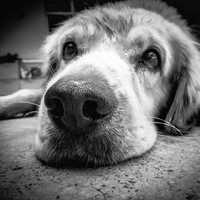 Grayscale Photo of Dog lying on floor