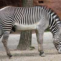 Grevy's Zebra