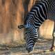 Grevy's Zebra