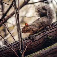 Grey Squirrel in Tree