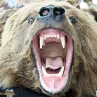 Grizzly bearing its fangs