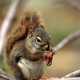 Ground squirrel eating nut