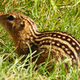 Ground squirrel in the grass