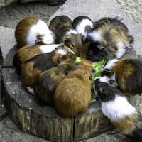 A group of Guinea Pigs Feeding - Cavia porcellus