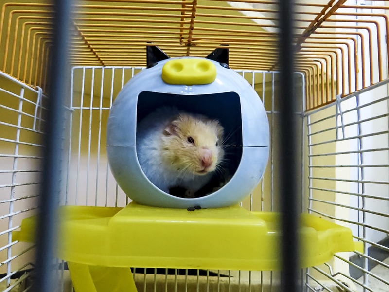 Hamster in hamster ball image - Free stock photo - Public Domain photo ...