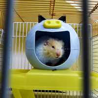 Hamster in hamster ball
