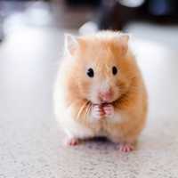 Hamster Standing Up