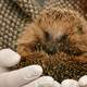 Hands holding Baby Hedgehog