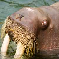 Head of the Walrus - Odobenus rosmarus
