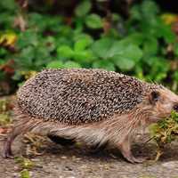 Hedgehog gathering Debris