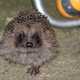 Hedgehog on the ground