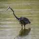 Heron stalking prey in the water