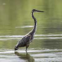 Heron Standing up in the water