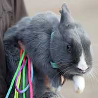 Holding a Grey bunny by hand