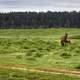 Horse and Young Grazing on Grassland