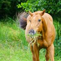 Horse eating Grass