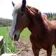 Horse on a ranch