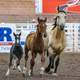 Horses at the Rodeo