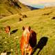 Horses on the Hillside