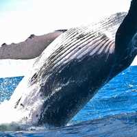 Humpback whale jumping - Megaptera novaeangliae
