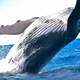 Humpback whale jumping - Megaptera novaeangliae