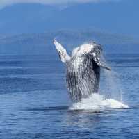 Humpback Whale Jumping