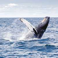 Humpback Whale -- Megaptera novaeangliae